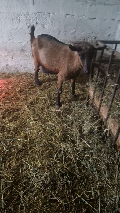 Capre alpine de vânzare