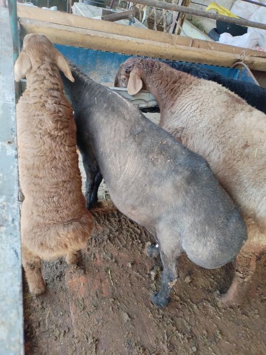 Ona bola qoy sotiladi bolasi arashan qochqor