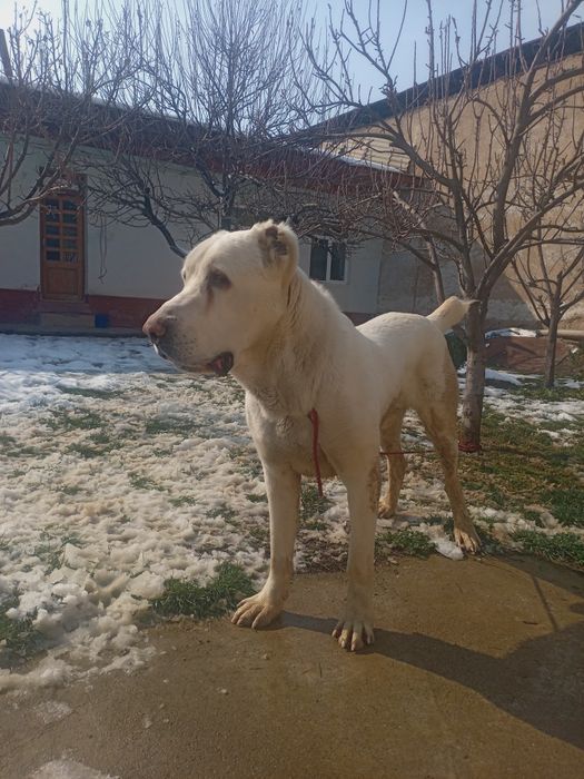 ALABAY zotdor sotiladi