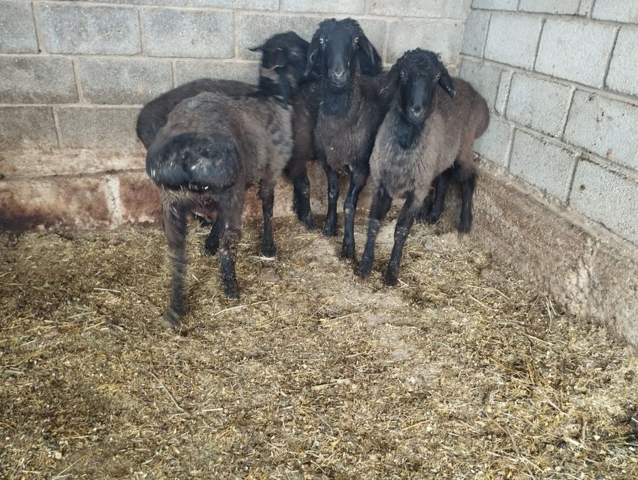 Кошкарлар бар зор