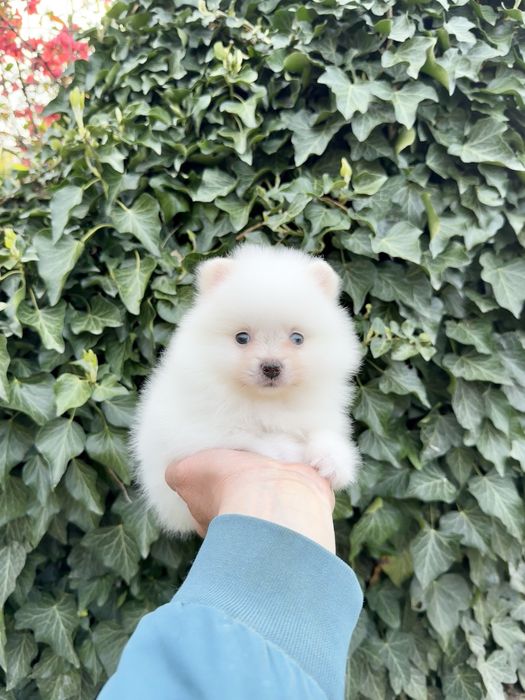 Померан мини момиче. Померанче