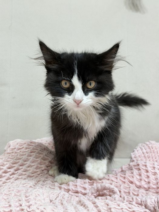 Котенок девочка ищет дом