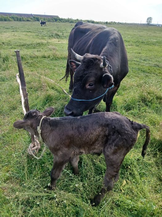 Vand 2 vaci brune de maramures  albele 4 ani cu  tauras ambele
