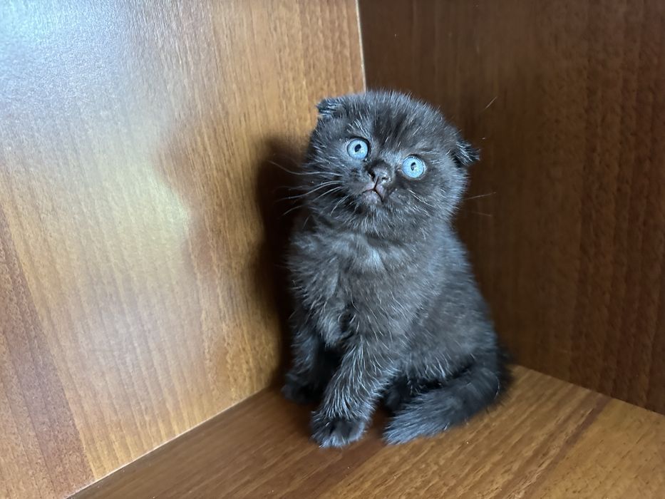 Шотландски клепоухи и британски късокосмести котки