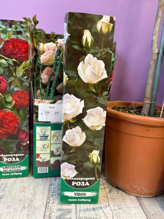 Градински растения - рози, нар, индийски люляк , смокиня …