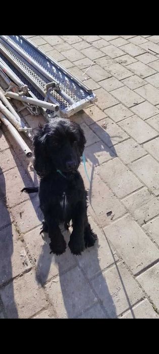 ОБУЧЕНО Куче За Трюфели