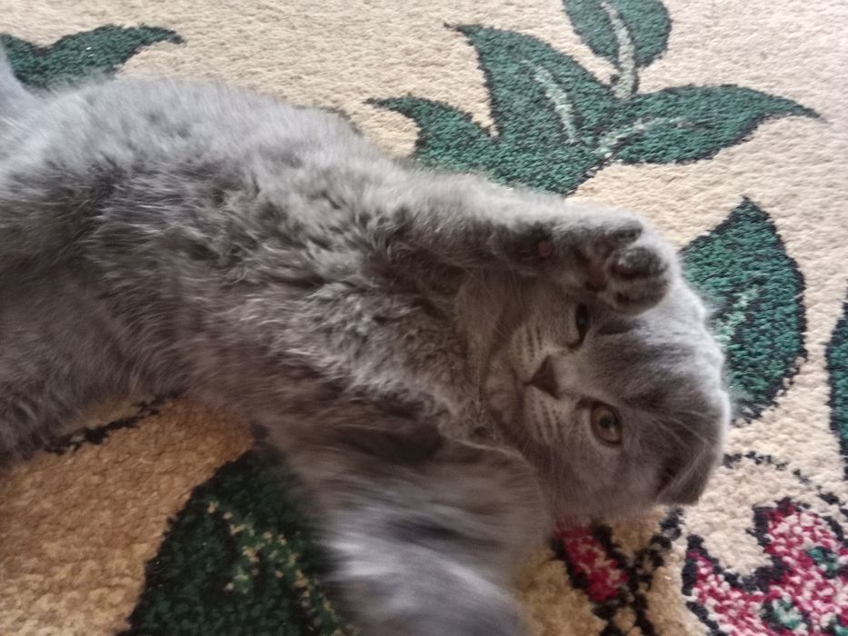 Шотландская кошка