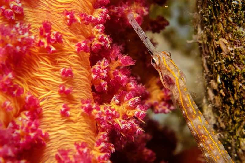 продавам подводен бокс “Ikelite” за Sony RX100V / VA