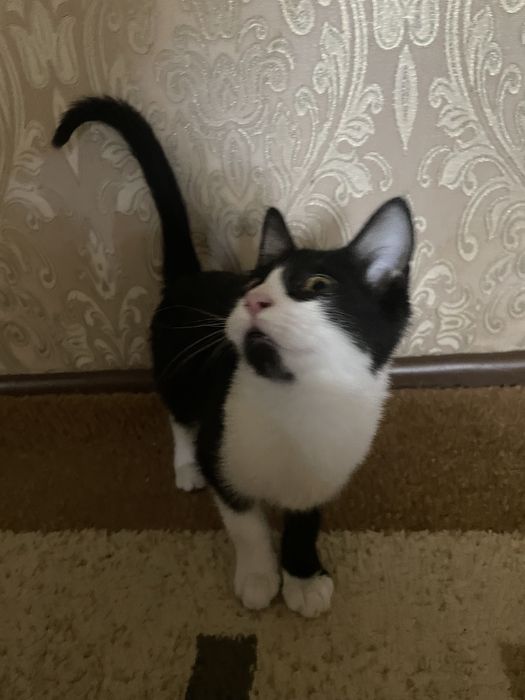 Котенек , мальчик, 4 месяца