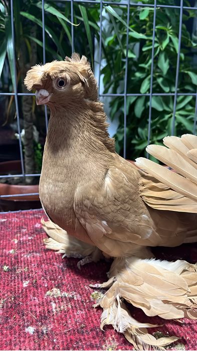 Көгершін/Голуби.