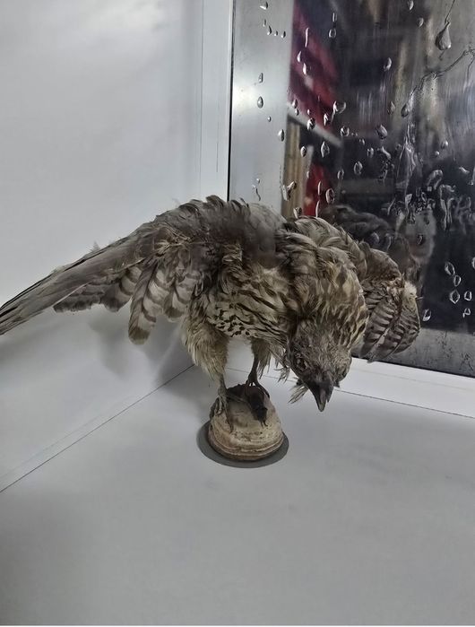 Декоративное панно Птица