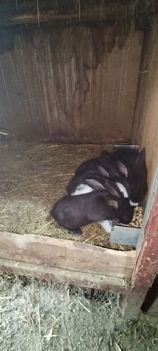 Iepurași de vânzare