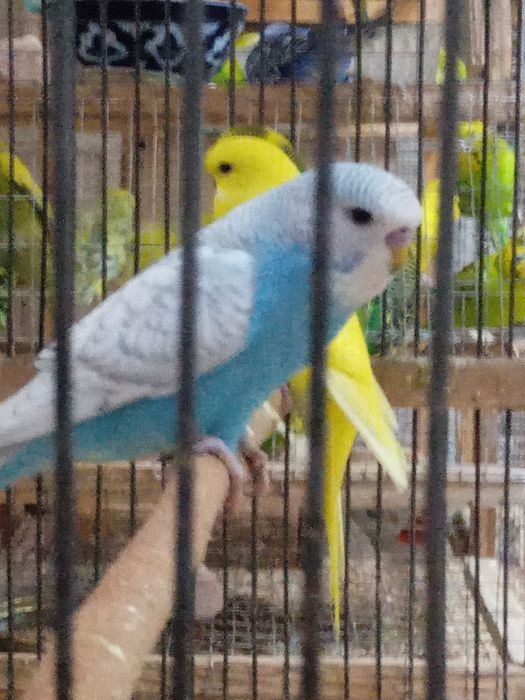 Spingel, Andufka gibrit, Chex, Nemis, Volnistiy juvona papugaylar .