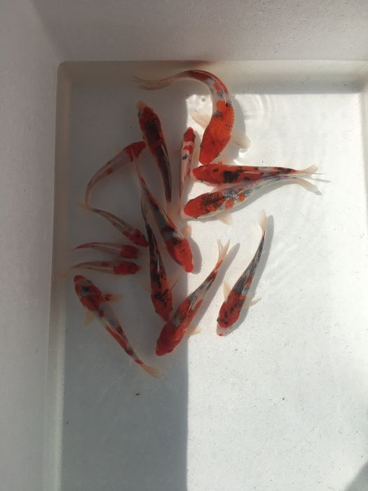 Коя декоративные рыбы Koya baliqla sotiladi