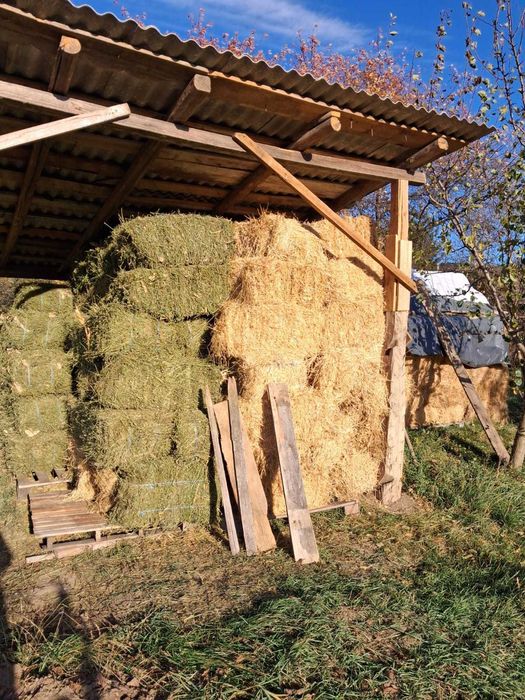 Baloți de lucernă premium, 100x55 cm