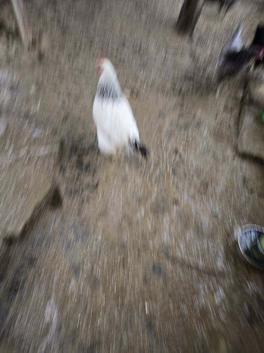 Gaina si cocos motat de vanzare