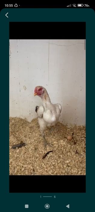 Бойтсовы Дакан курица