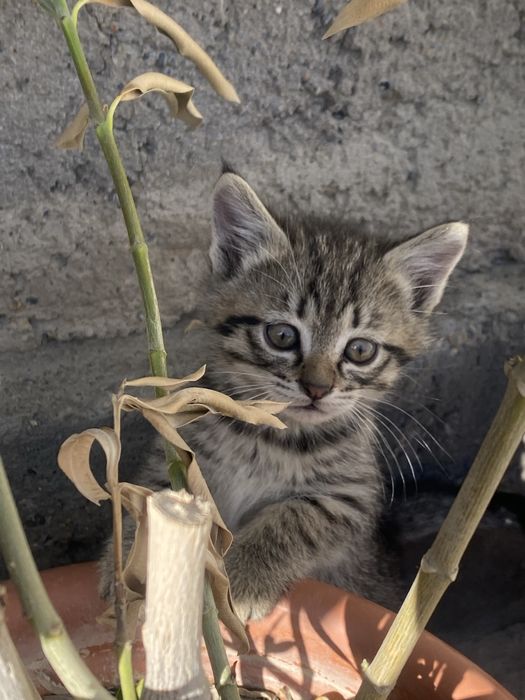 2 котик шымкентт!