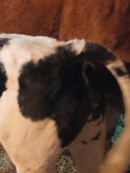 Vițel și vitea de vânzare