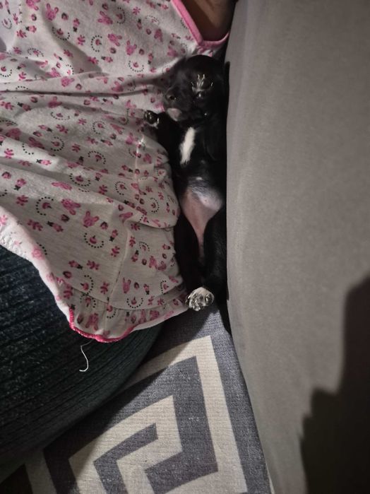 Новородено кученце