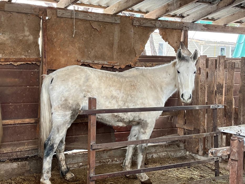 Кобыла  4);5(5)6)6)5