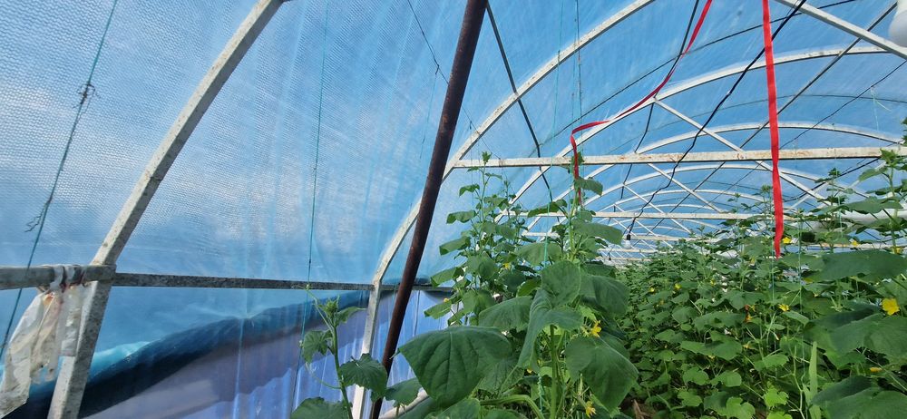 Продам Теплица 40×7