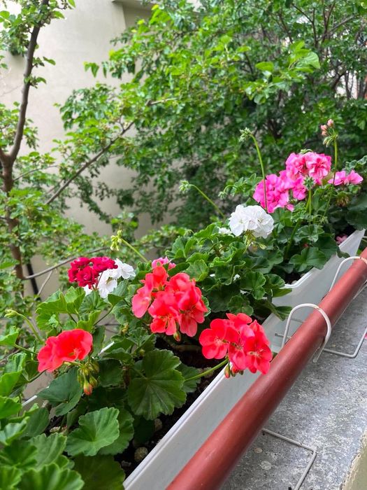 Цветя, красиви мушката и сакъзчета, нацъфтяли, по 4-5 корена в сандъче,