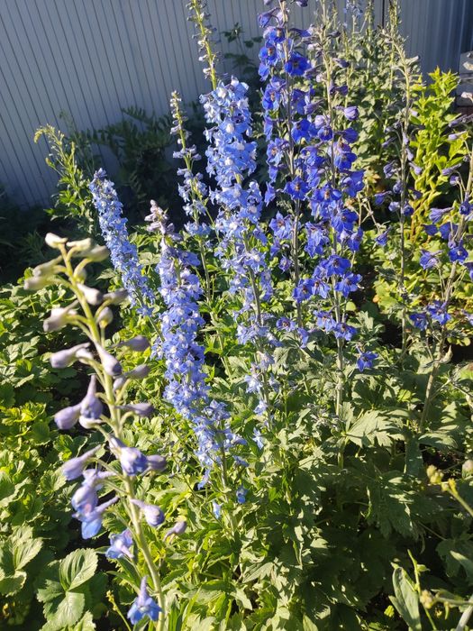 продам многолетние цветы.