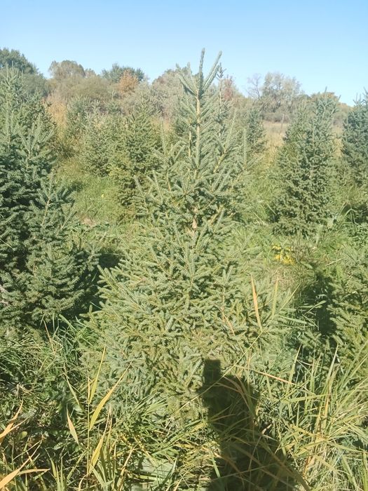 Ёлки европейские