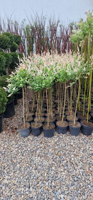 Plante ornamentale si tuia