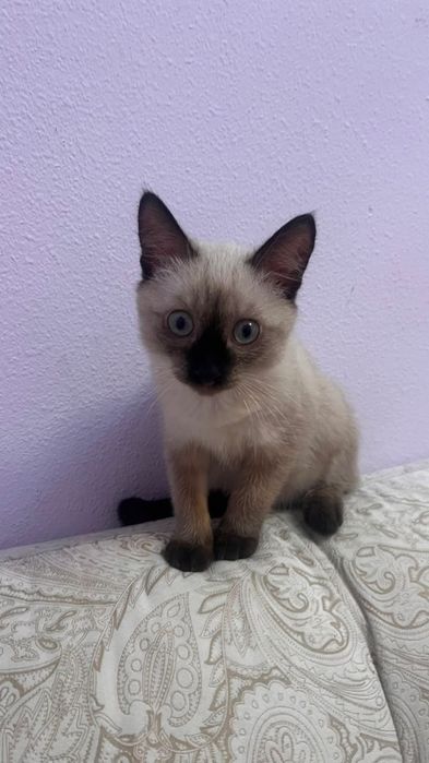 Сиамский котенок в добрые руки