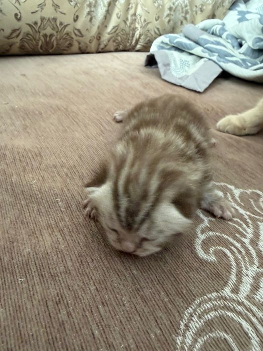 Шотландцы котята