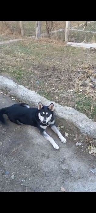 Хаскииииииииииииииттттт