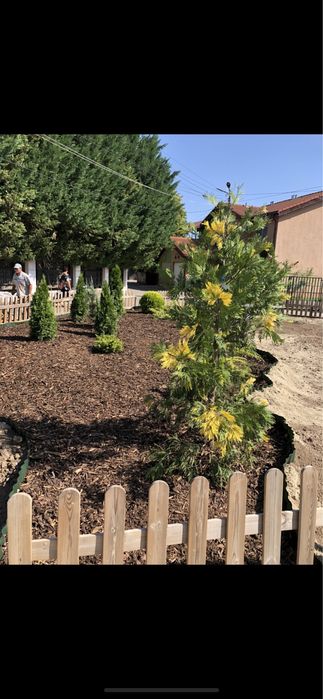 Intretinere /tuns gazon/Cosmetizare /Fertilizare/plantare/consultanta