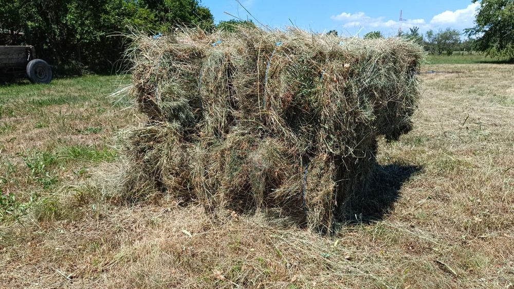 Baloți de fan neplouati