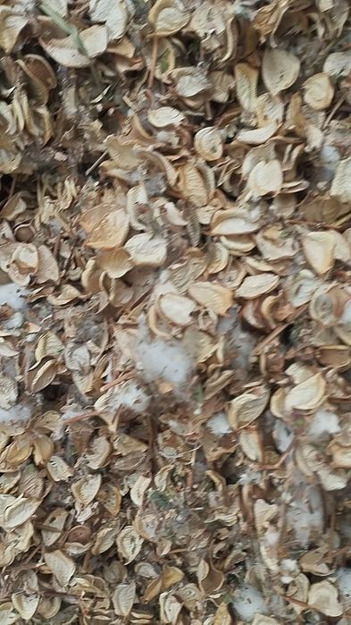 Чорва молар учун пахтачалик чангалок