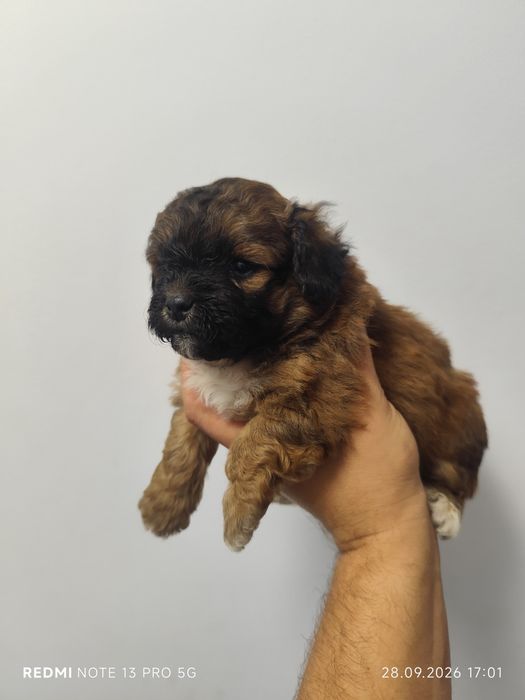 Bichon Maltez cățeluș