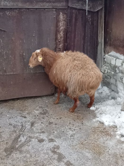 Продам овцематку жирная
