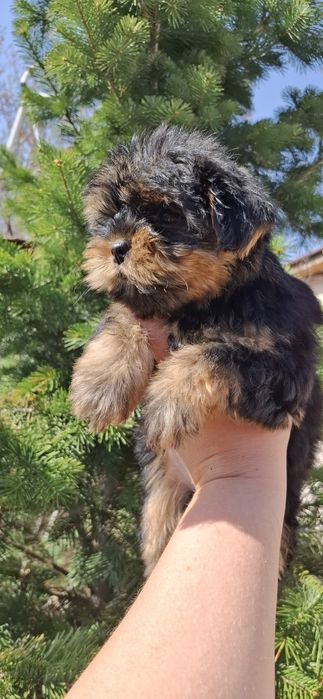 Йоркширский терьер щенки с документами