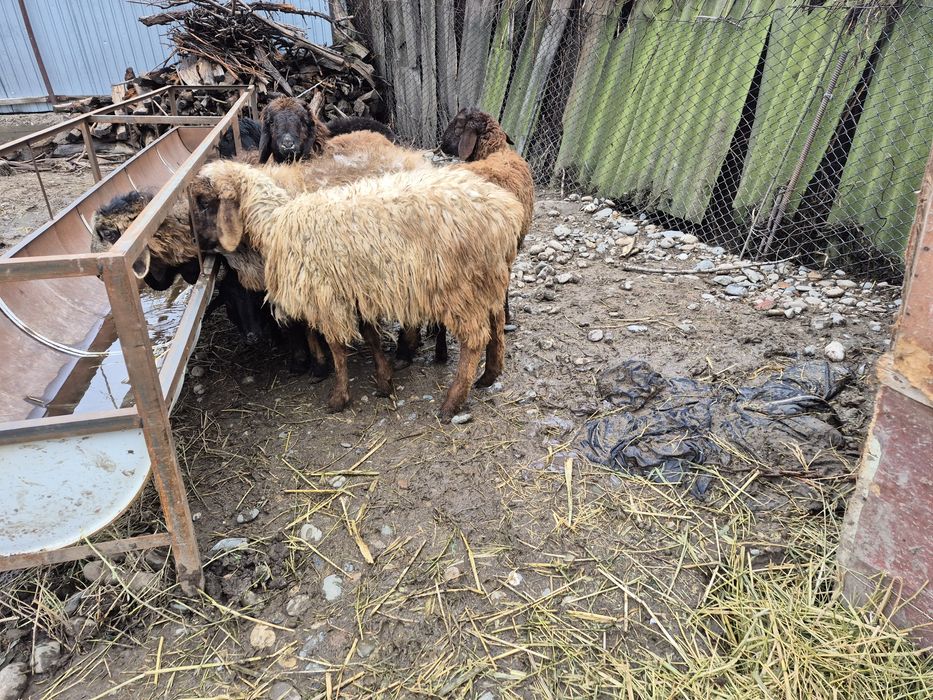 Токты кошкар тоқты қошқар