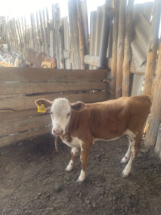 Продам.