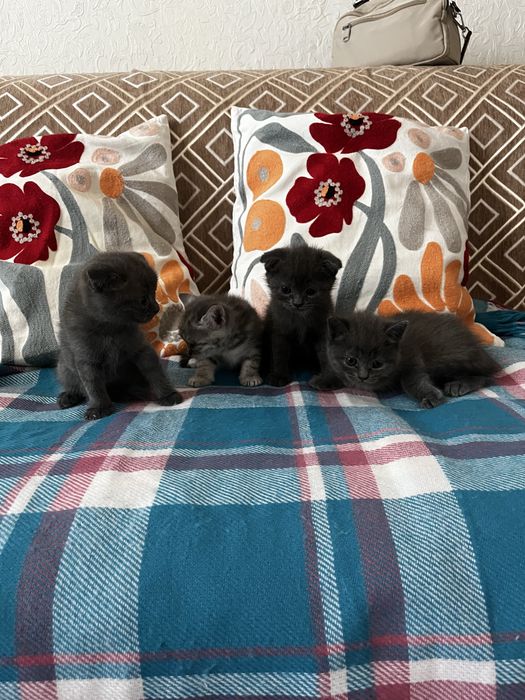 Веслоухие котята