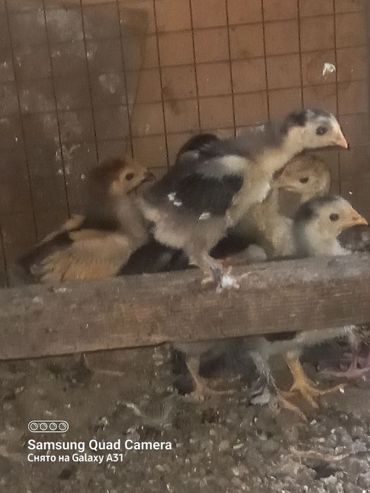 Цыплята Кохинхин