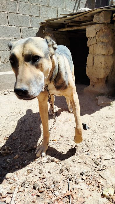 Сабака алабайка .