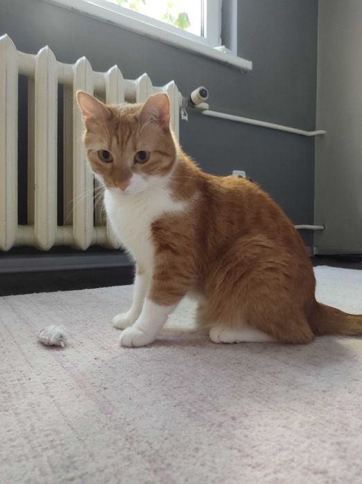 Осинови коте Кюфтенце