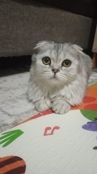 Британцы смешаные