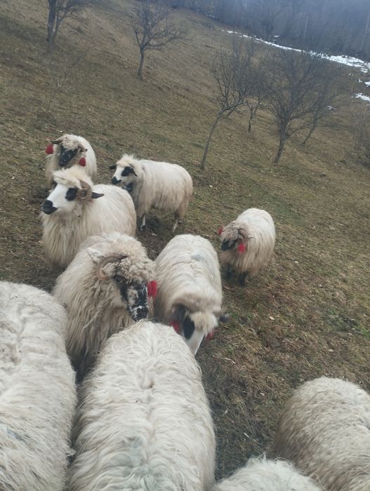 Vând 24 de oi tinere și bune de ținut