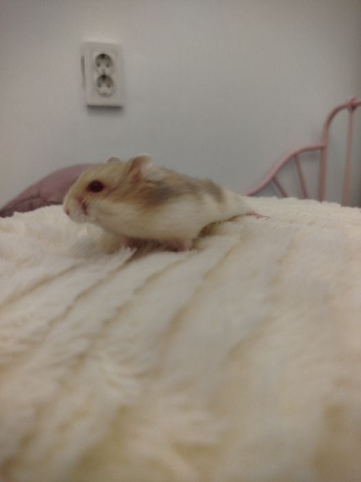 Хомяки продаются хорошей крови