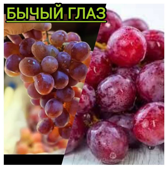 Жүзім көшеттері үш түр бар