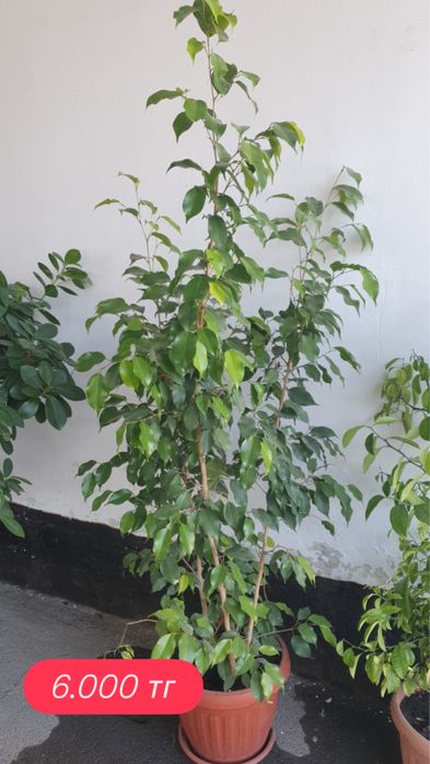 Продам домашние фикусы